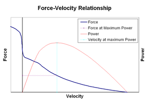 Muscle force velocity curve