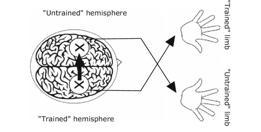 Cross-Education Training